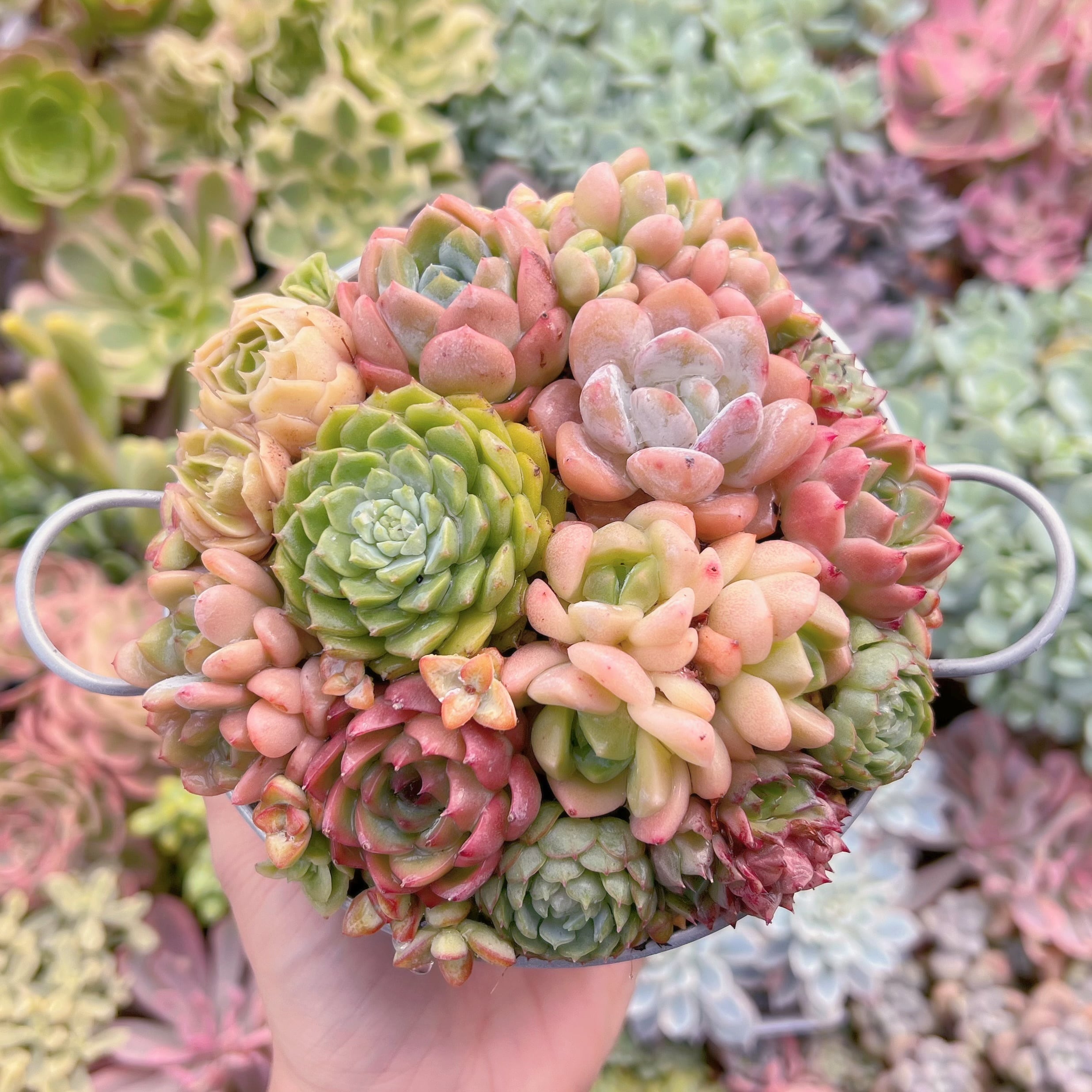 現物 寄せ植え鍋セット#612 るる農園 | るる農園~多肉植物専門