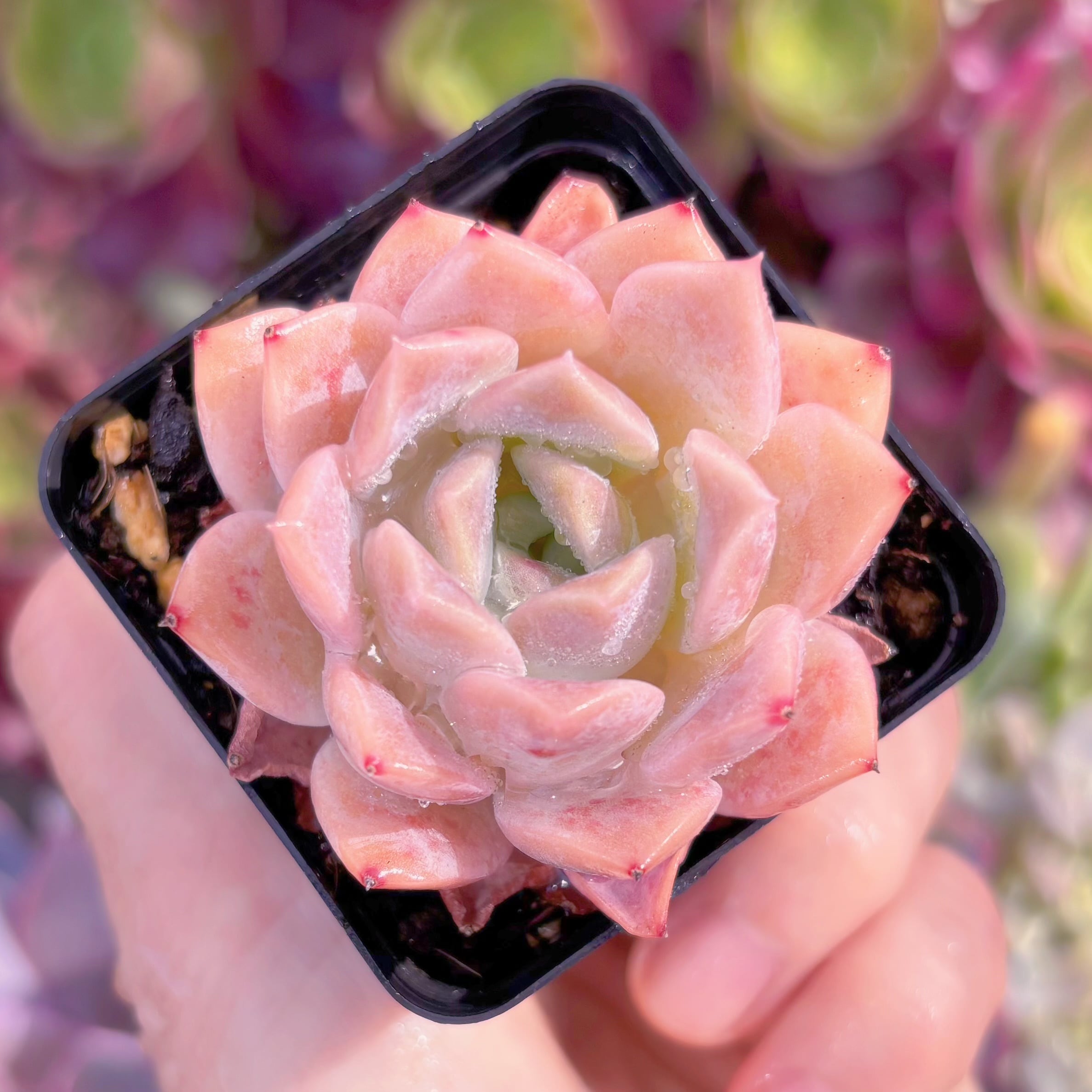 現品　 ヒアリナxラウイ#A72　るる農園