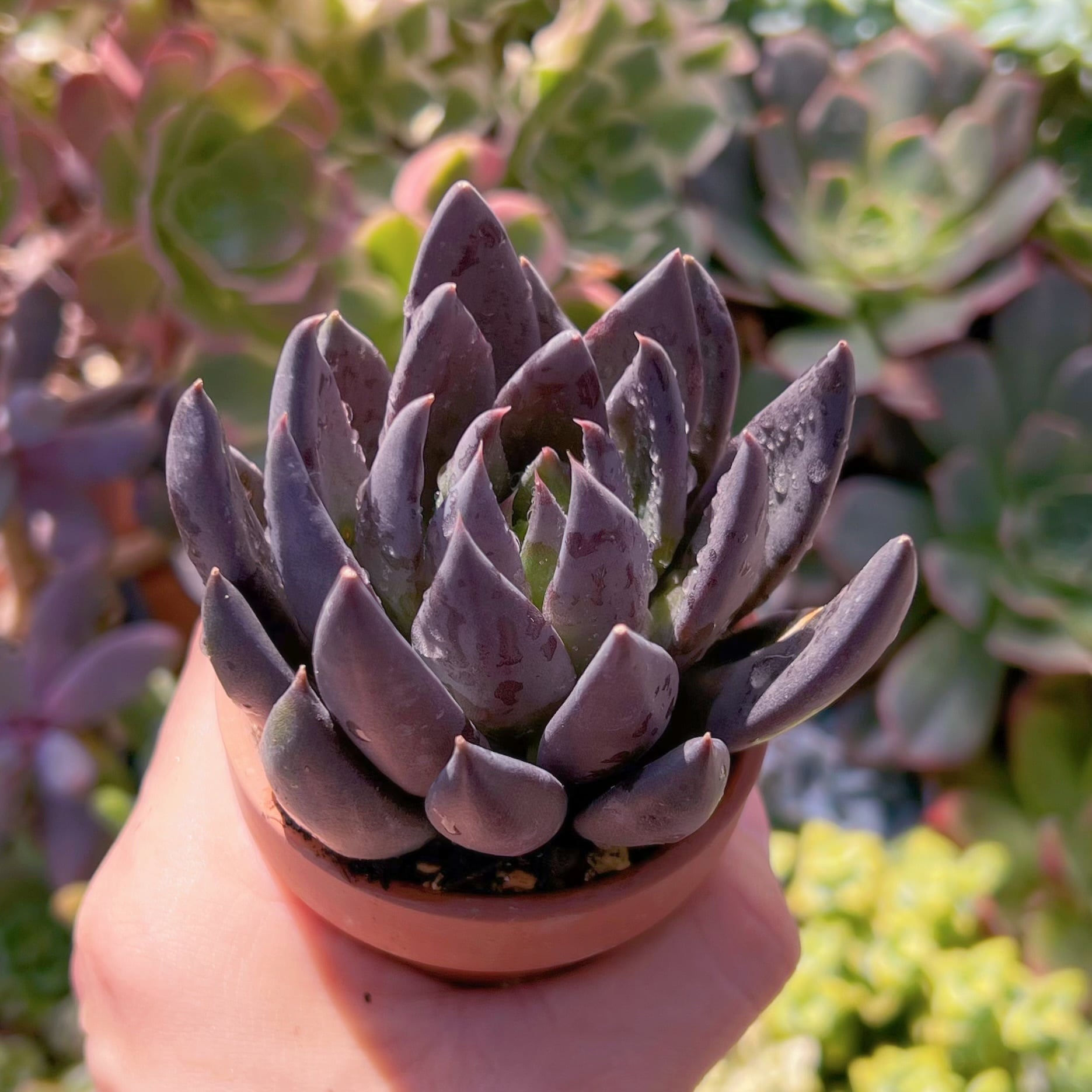 多肉植物 ブラックナイト 新入荷 るる農園 | るる農園~多肉植物専門