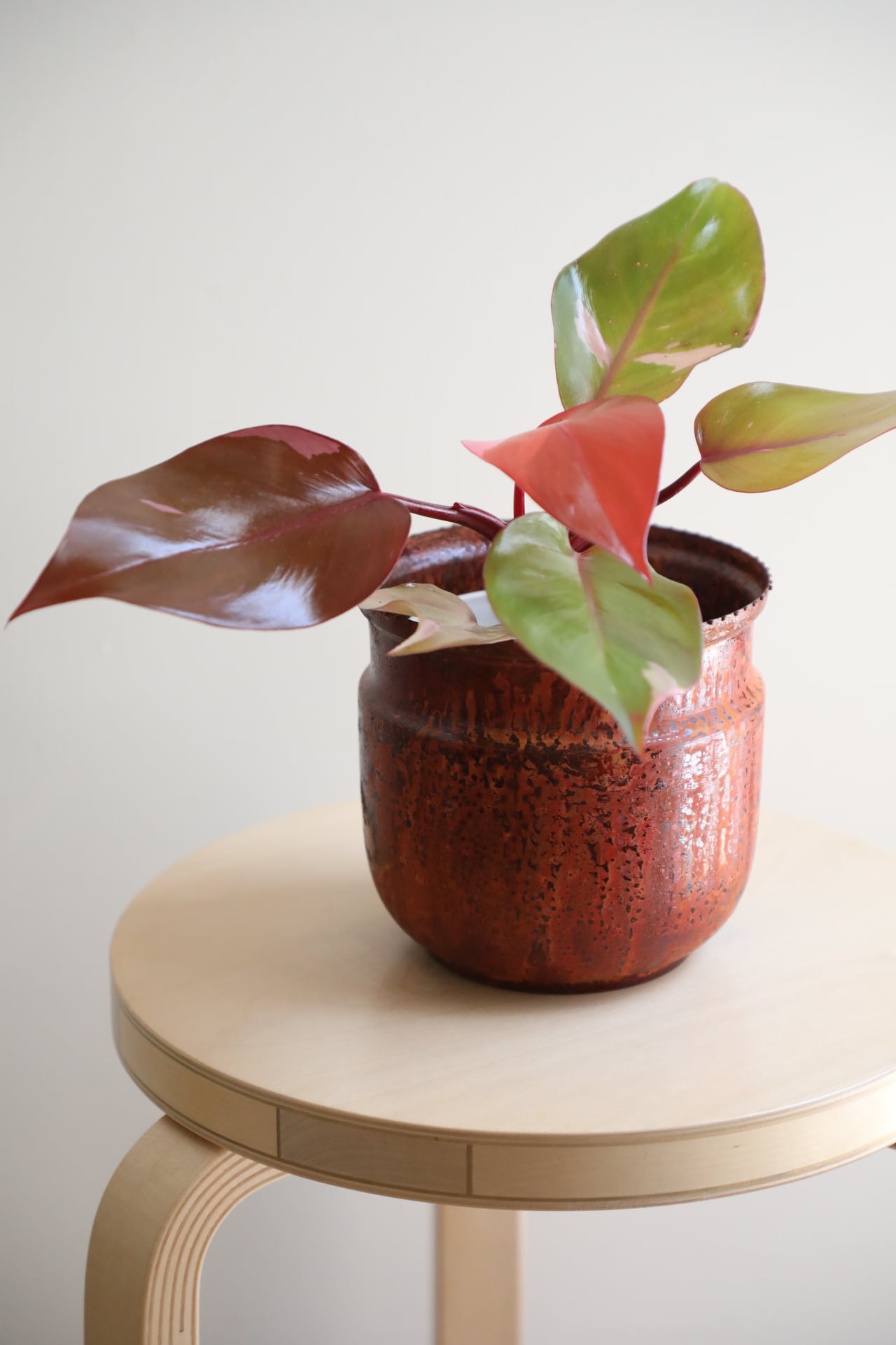 希少】【M】フィロデンドロン パーシモンプリンセス/Philodendron