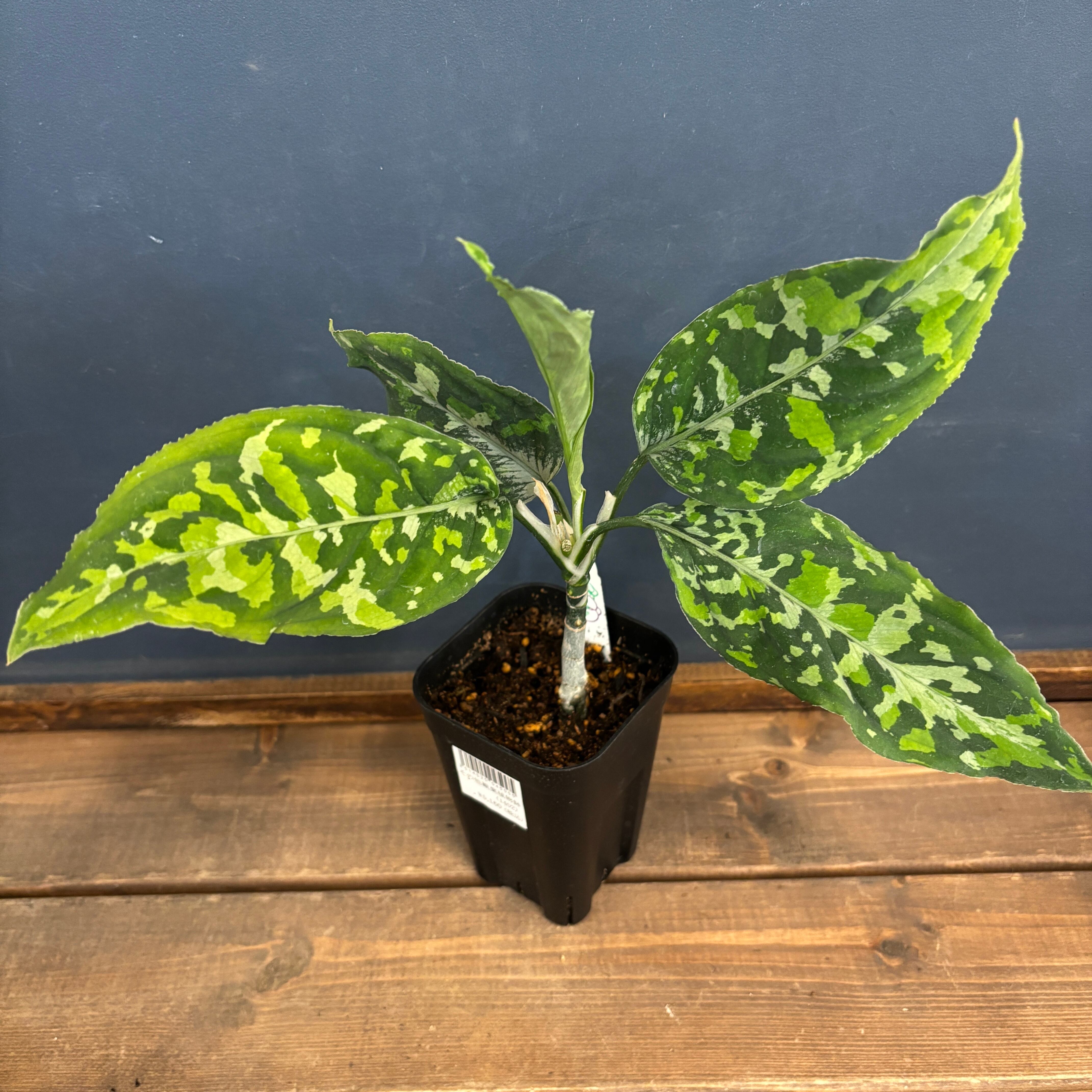 <2株セット> アグラオネマ ピクタム ディープフォレスト トリカラー 2株セット> アグラオネマ ピクタム ディープフォレスト トリカラー