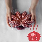 【茹でたて発送】明石だこ（1杯・700g）※送料無料