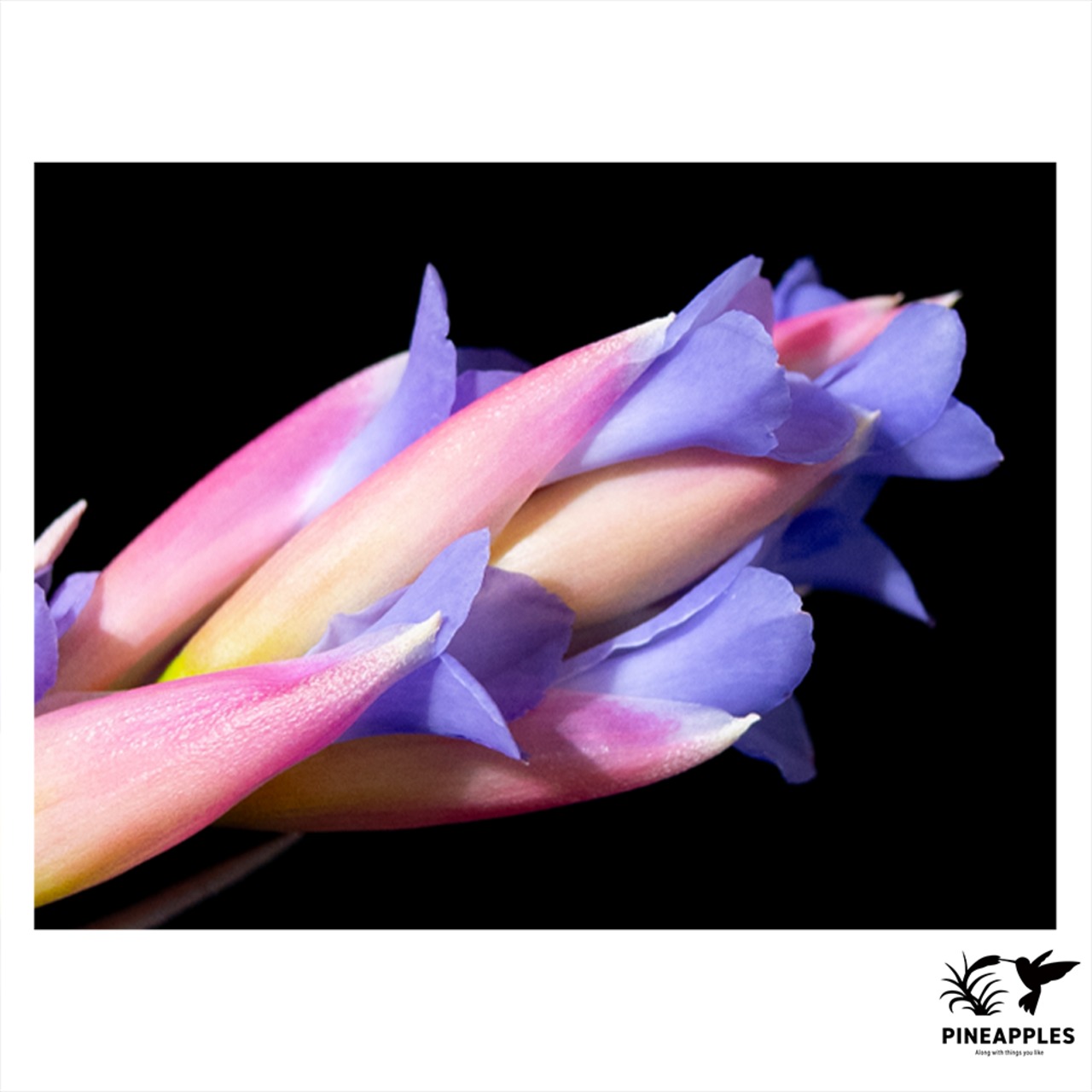 Tillandsia sp. nova. - 2