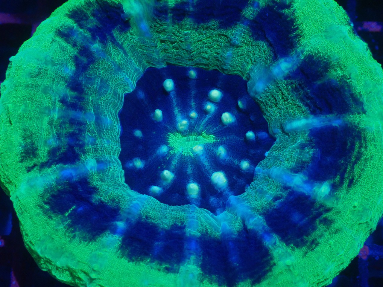 Scolymia UFO