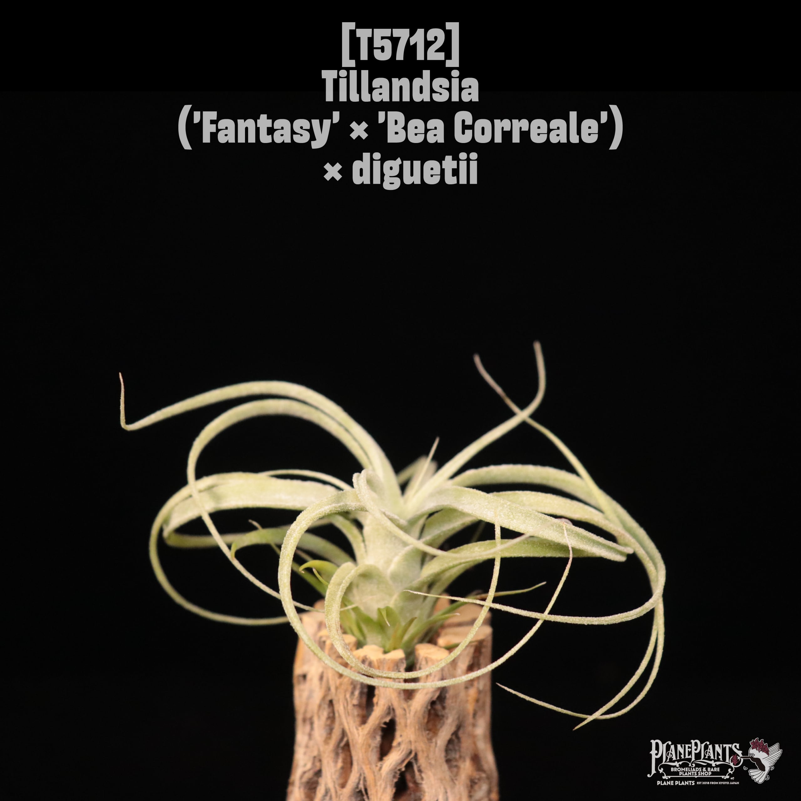 【reserved】('Fantasy' × 'Bea Correale') × diguetii〔エアプランツ〕現品発送T5712