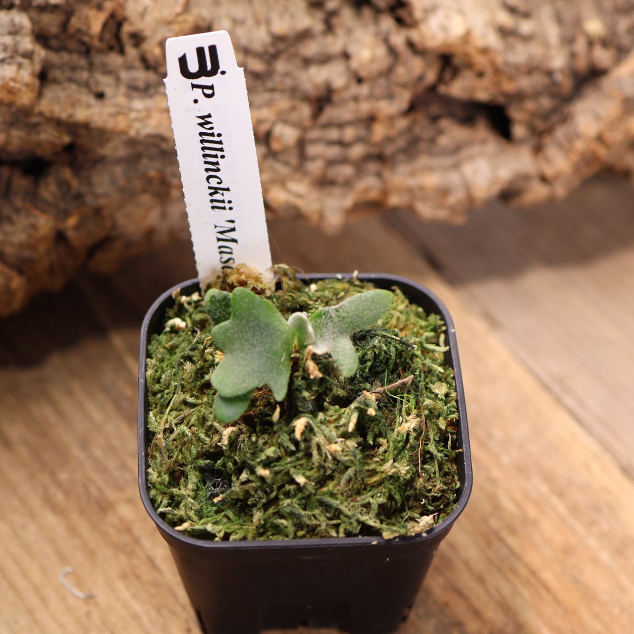 700『ビカクシダ ウィリンキー Masayu TC』 観葉植物【送料無料