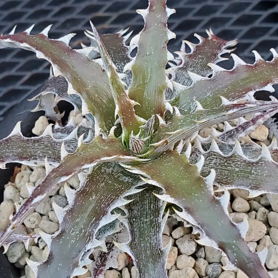 F00432_Dyckia 'Evil Wing'：ディッキア・イーブルウイング（子株