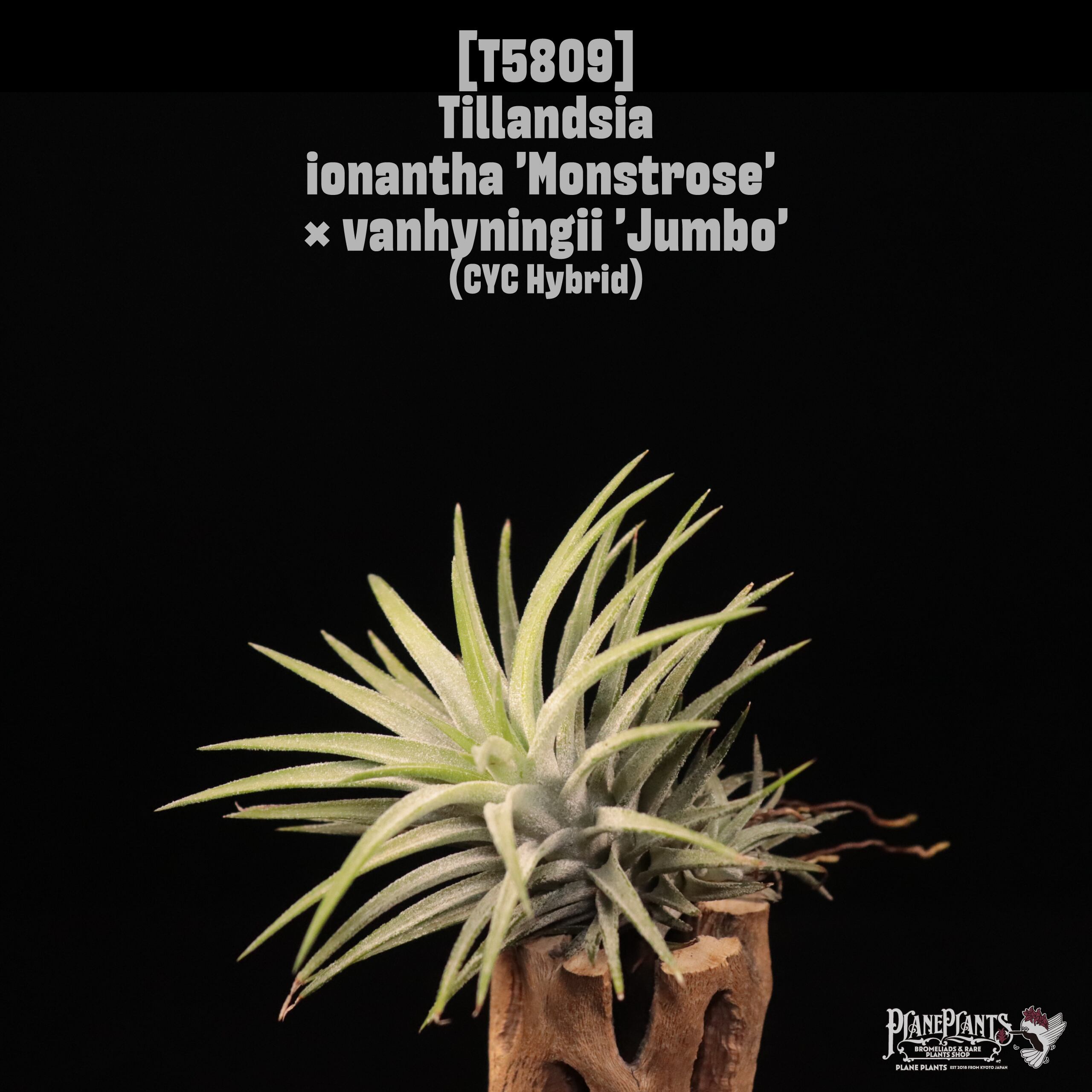 Tillandsia ionantha 'Monstrose' x vanhyningii 'Jumbo' (開花株