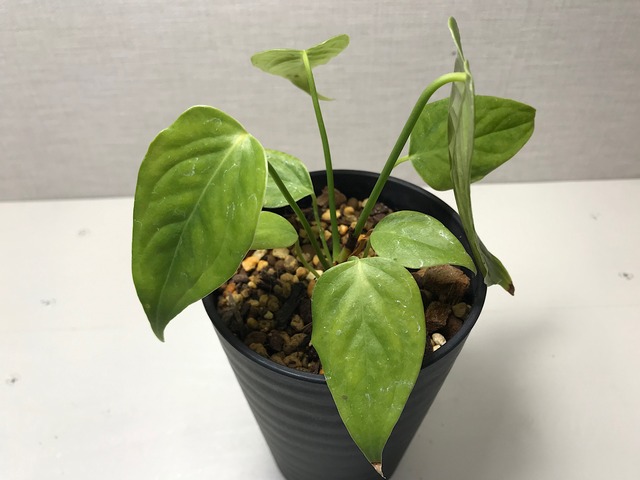 アンスリウム ベイチー