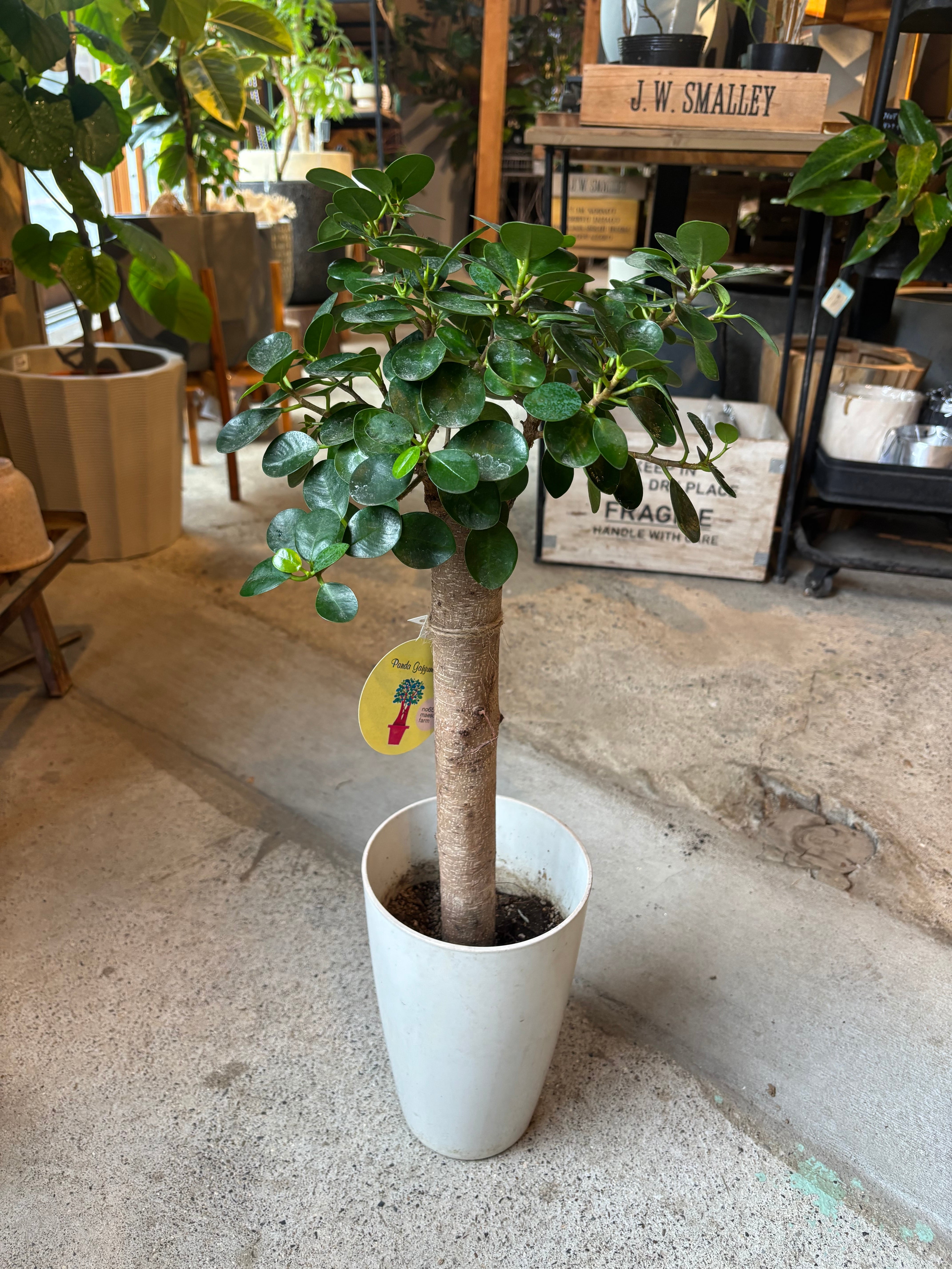 あ*ん様 パンダガジュマル 斑入り 微発根 カット苗 観葉植物 | A