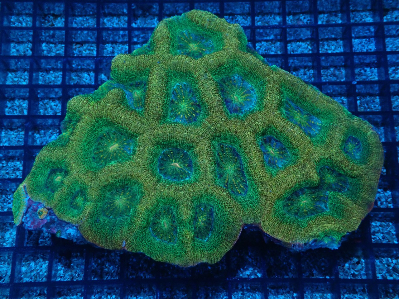 Bowerbanki UltraGradeColony