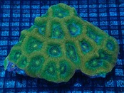 Bowerbanki UltraGradeColony