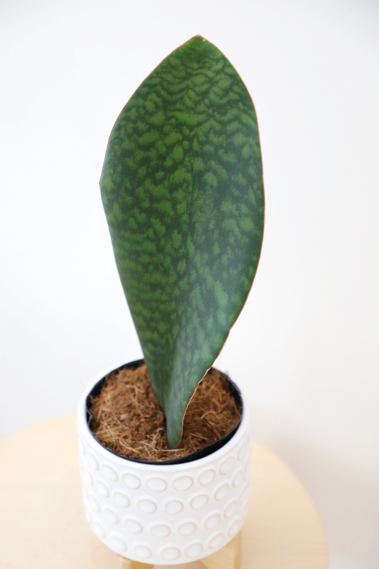【M】サンスベリア マッソニアーナ/Sansevieria Masoniana