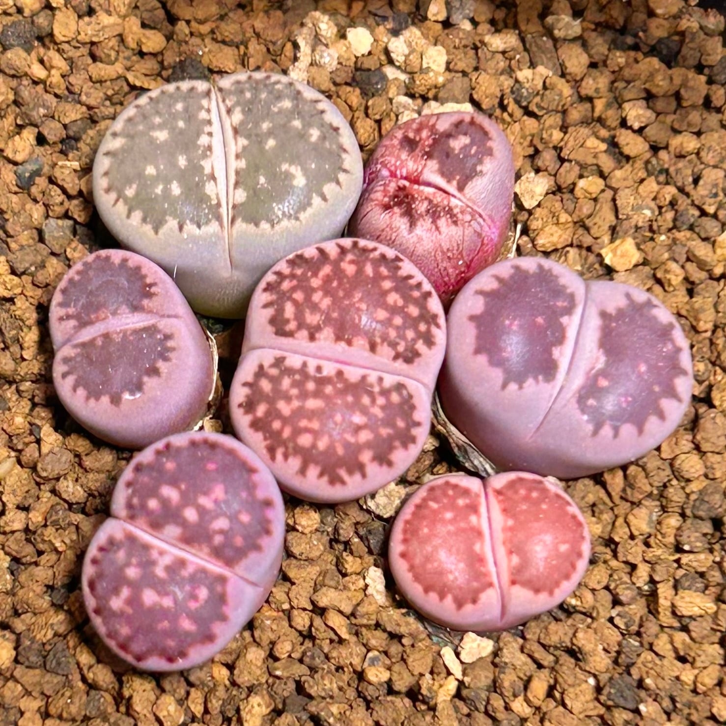 リトープス | RuPo 多肉植物専門店