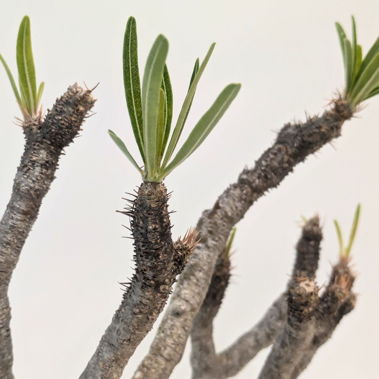パキポディウム ロスラーツム グラキリス Pachypodium rosulatum var