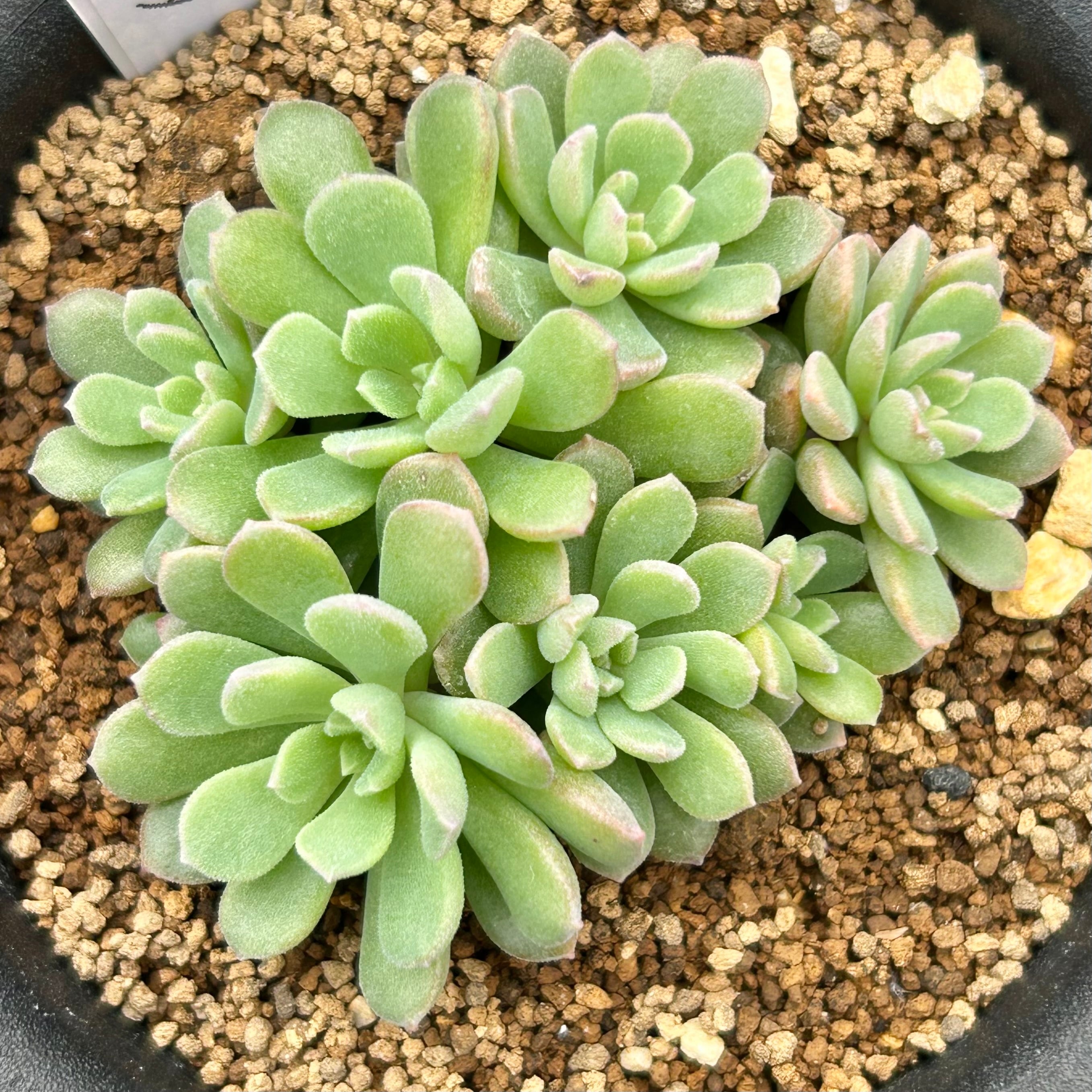 リンダリンダ | RuPo 多肉植物専門店