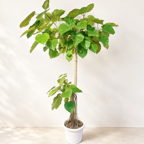 フィカス ウンベラータ 観葉植物 calm cafe