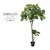 ウンベラータ 180㎝［人工観葉植物・フェイクグリーンT］