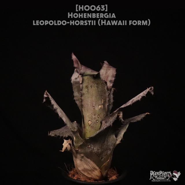 【送料無料】 Hohenbergia leopoldo-horstii Black form〔ホヘンベルギア〕現品発送H0029