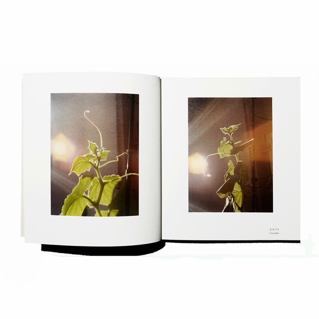 野口里佳『不思議な力』