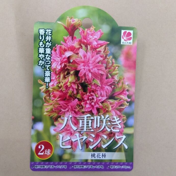 球根 八重咲き ヒヤシンス【桃花種】ya [サイズ: 2球入り] | フラワー