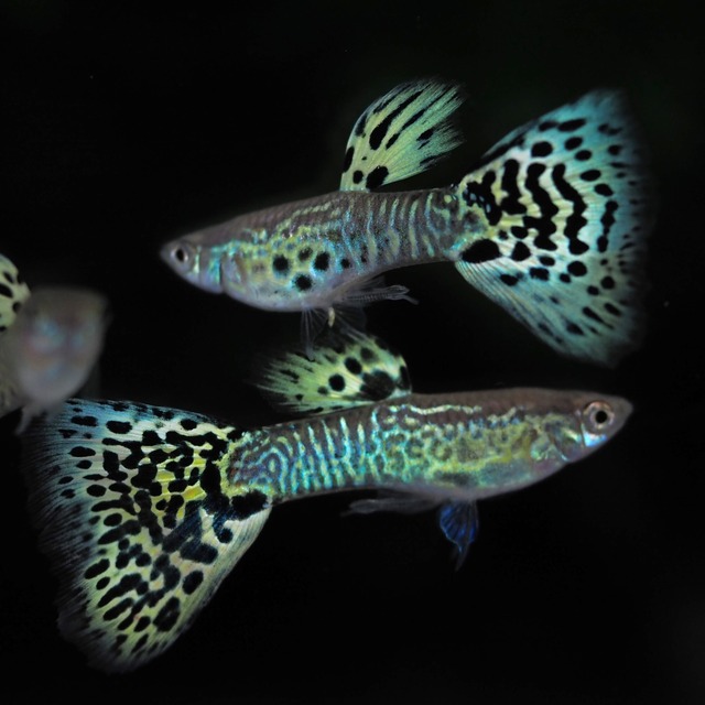 【セール】キングコブラ　2ペア