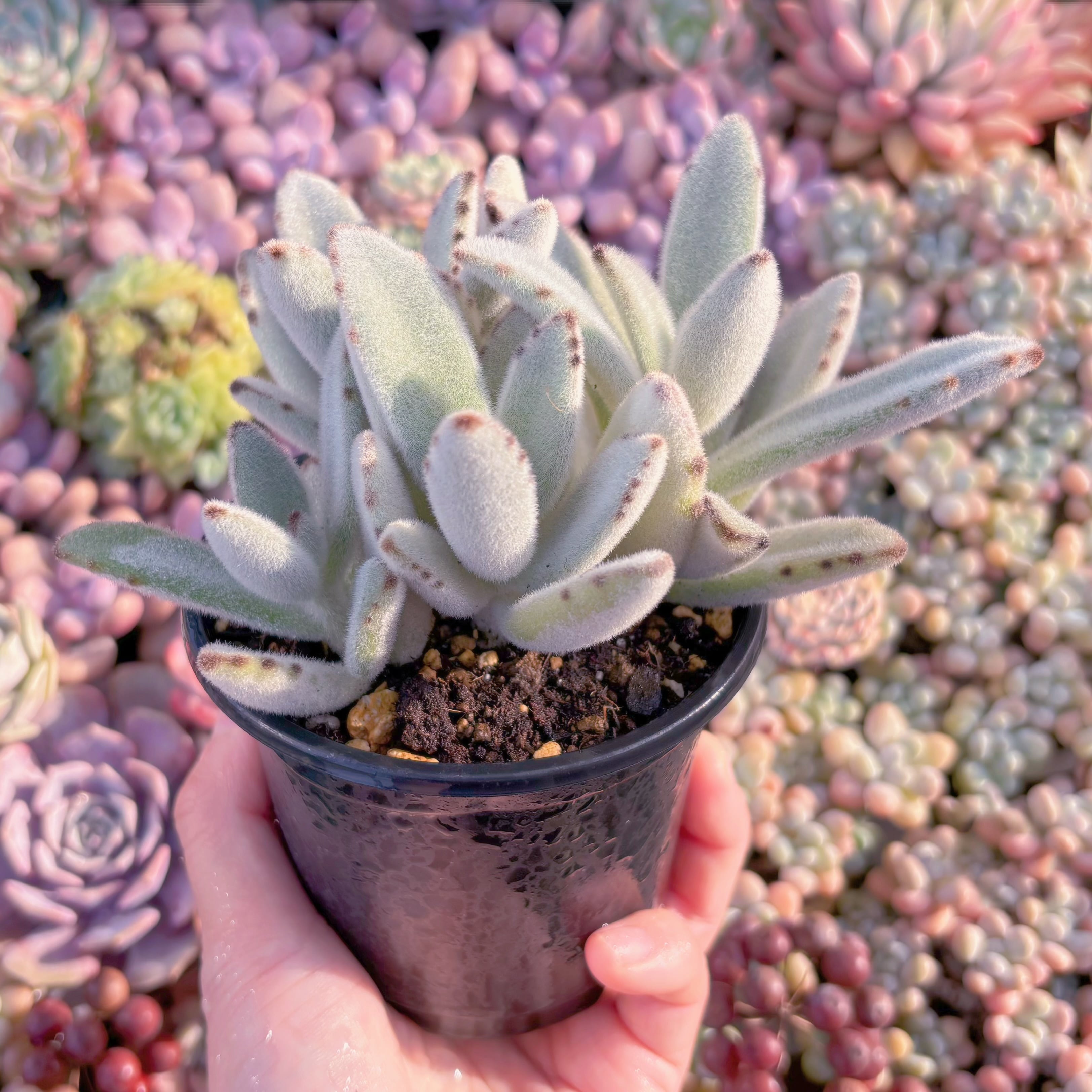 現品 月耳兎#M107 るる農園 | るる農園~多肉植物専門
