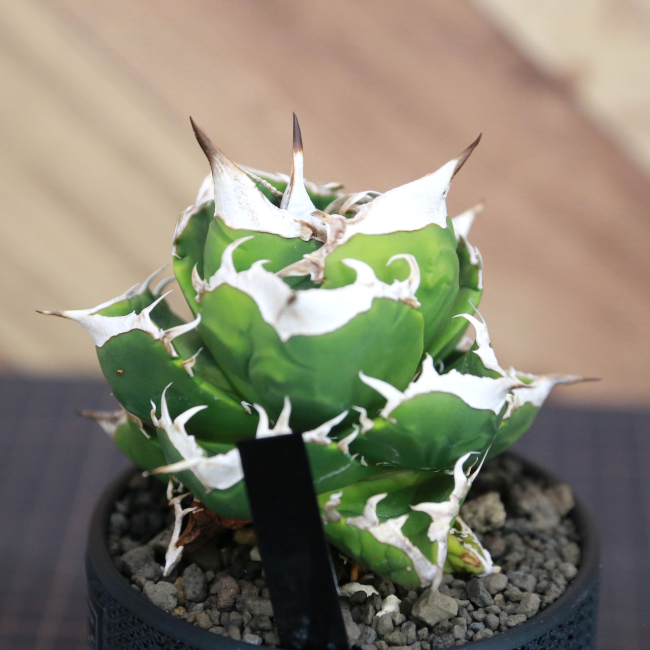 Agave titanota SAD (South Africa Diamond) アガベ チタノタ / 中株(3.5号鉢)/Lot.001