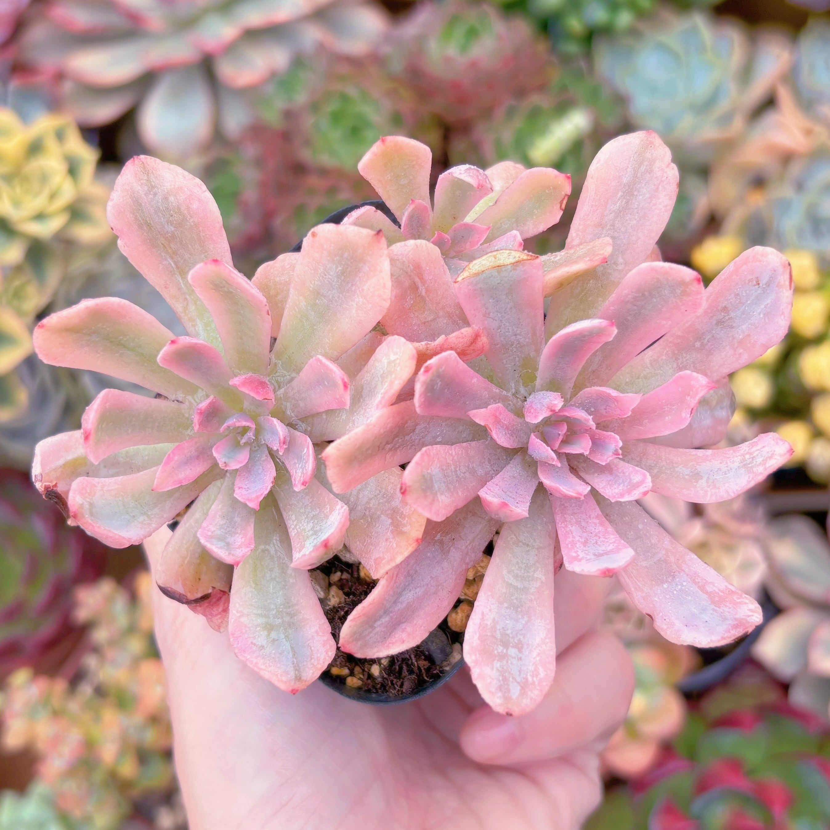 現品 hoveyi錦#259 るる農園 | るる農園~多肉植物専門