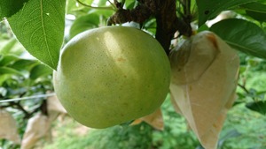二十世紀梨 5kg 中～大玉（12～15個）