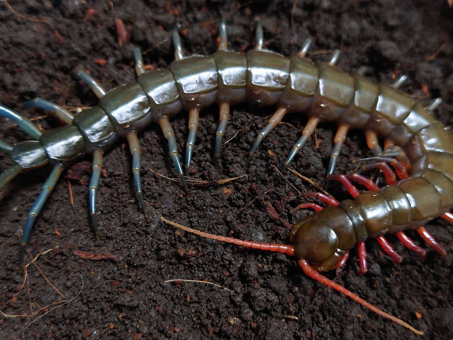 スマトラジュエルセンチピード 1匹 ムカデ おだんごくらぶ