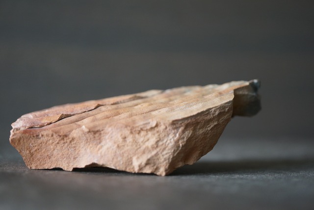 封印木化石 Sigillaria 1195