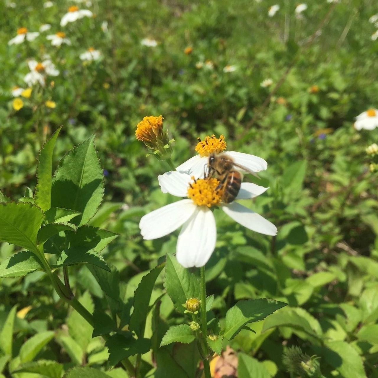 屋我地島の生はちみつ　おきなわBee Happy