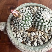 ツルビニカルプス・バルデジアヌス《S》陶器鉢仕立て