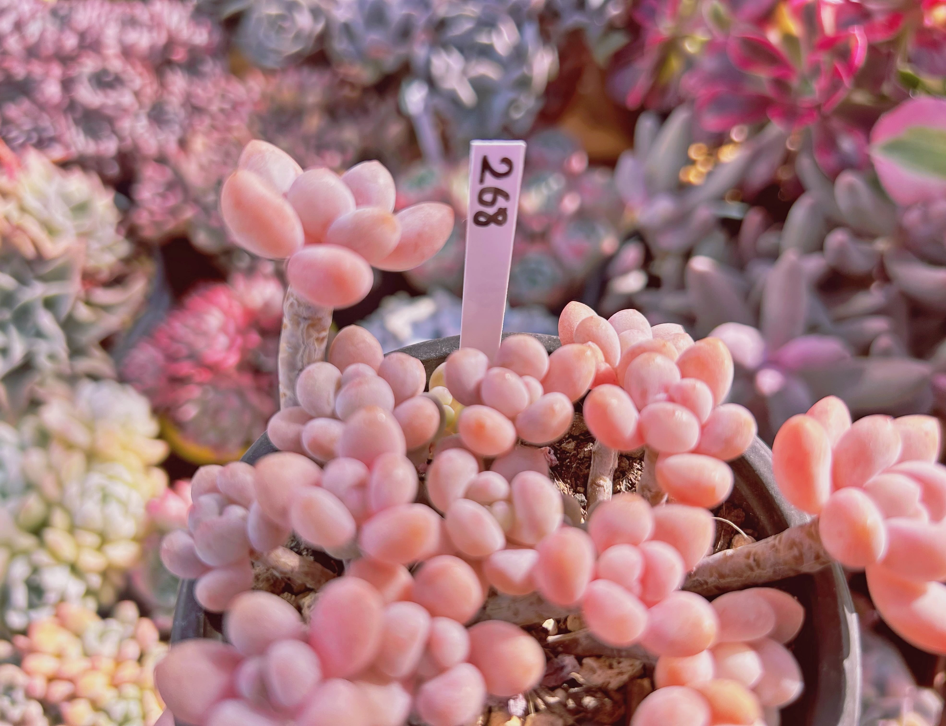 268現物 多肉植物 ストロベリーミルク | るる農園~多肉植物専門
