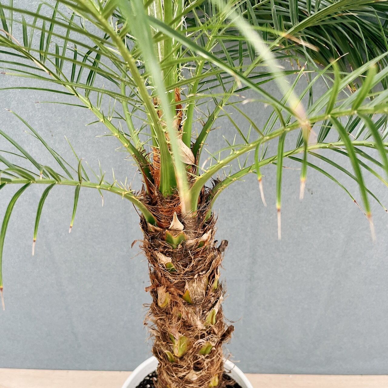 現品］21番 フェニックスロベレニー 8号 観葉植物 室内 ヤシ 南国風