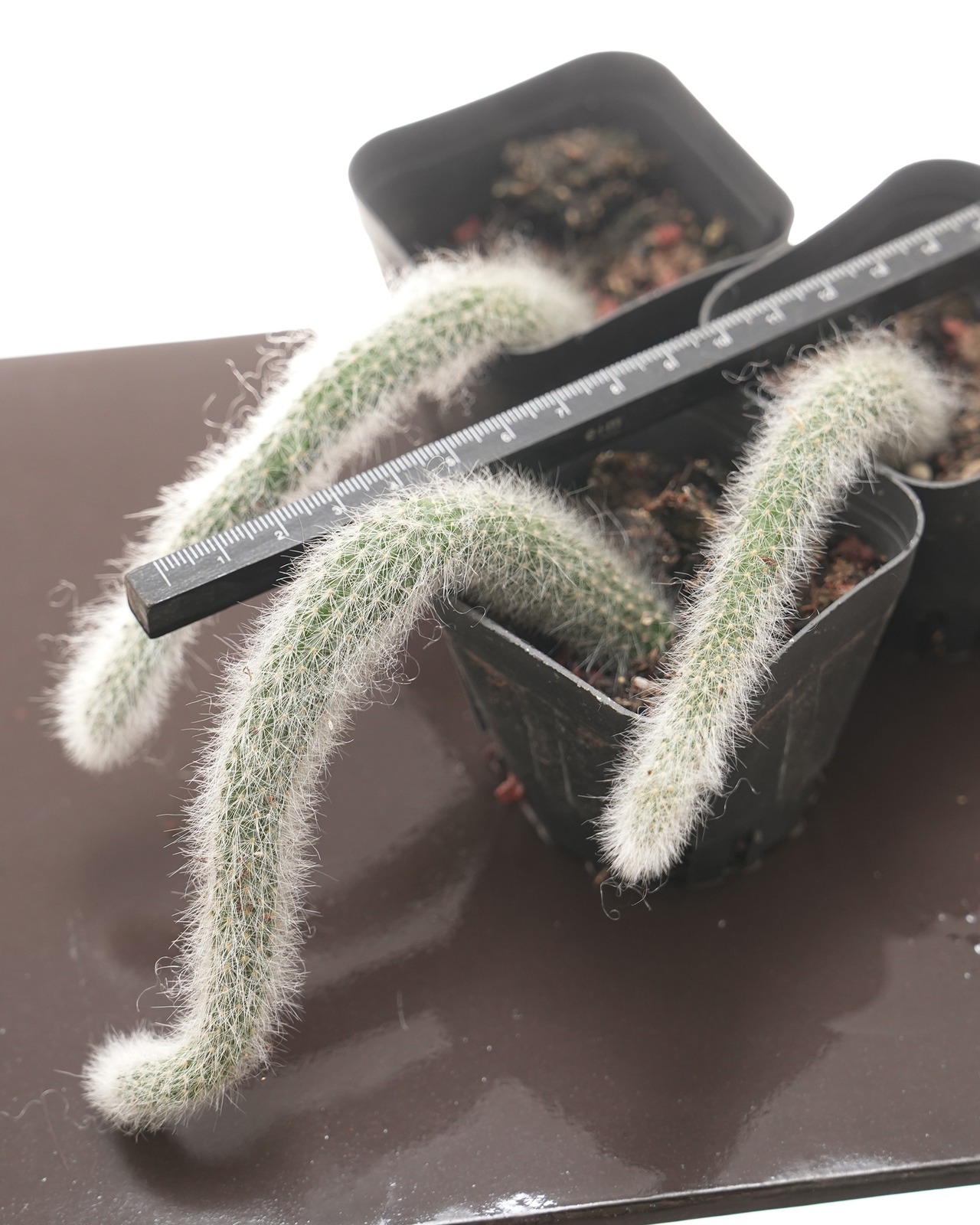 抜き苗 猫のしっぽ Cleistocactus winteri ssp.colademono