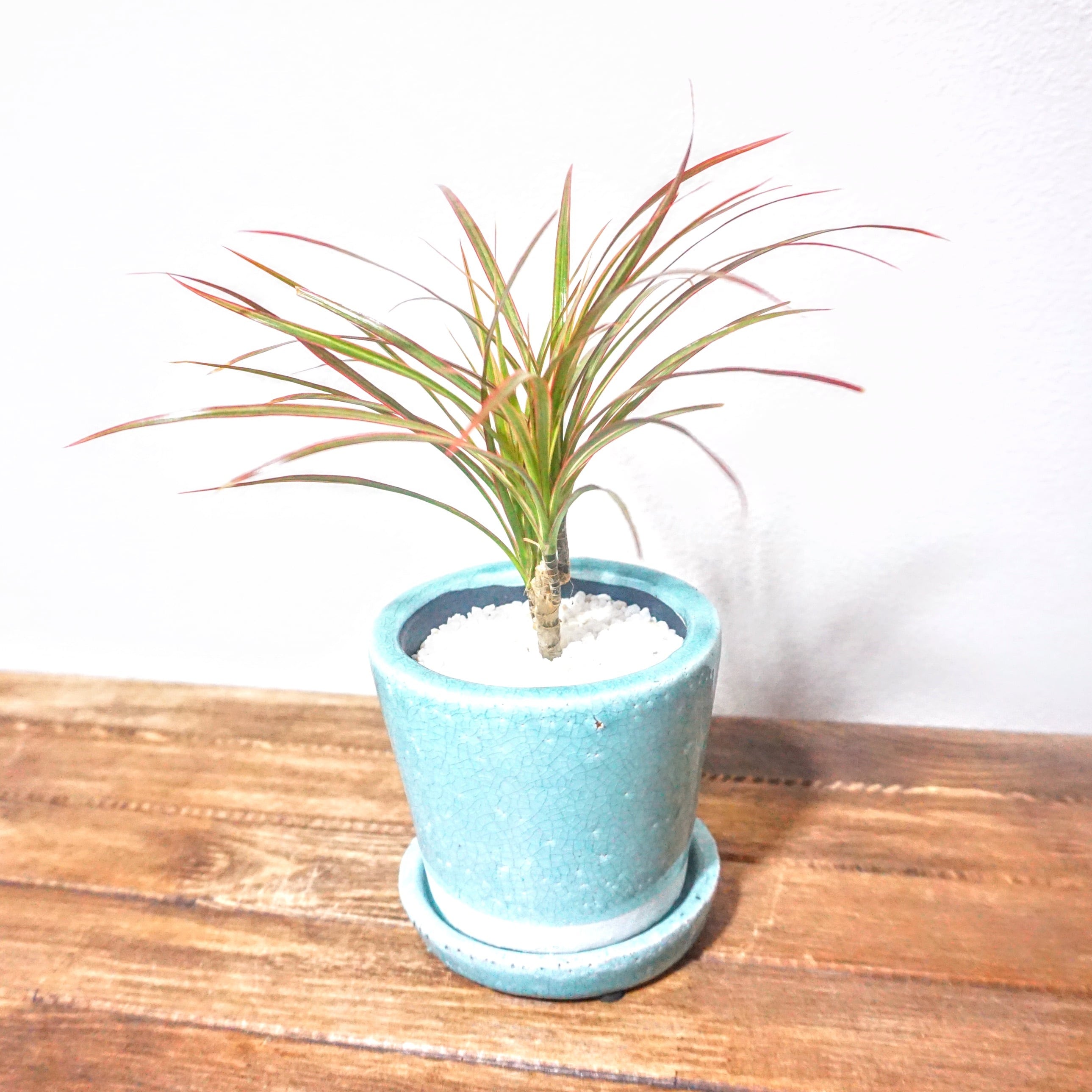 ドラセナ レインボー 観葉植物 Plants Link