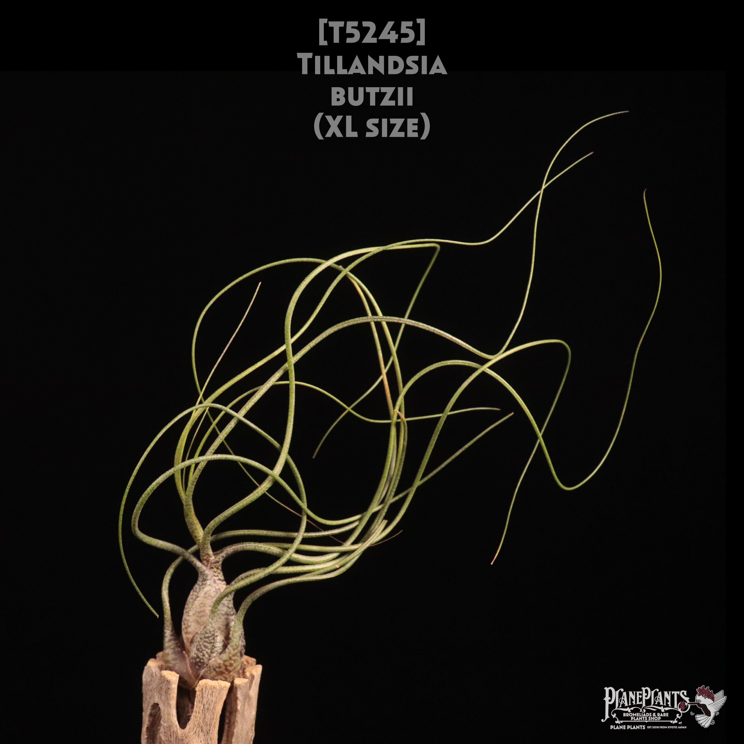 エアープランツ　ペイラノイ T.peiranoi | 【Good Field】エアープランツ専門店