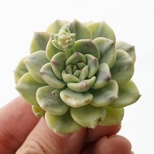 発根済カット苗 ピンクプリティ錦 Graptoveria 'Pink Pretty Variegated'