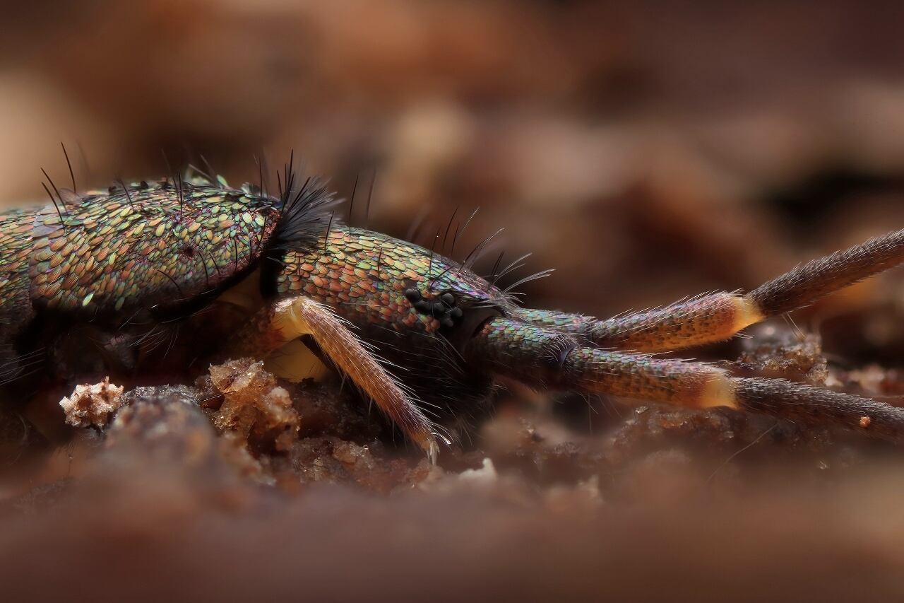 受注生産】デカトゲトビムシ A2サイズ写真パネル | Soil Fauna Photography