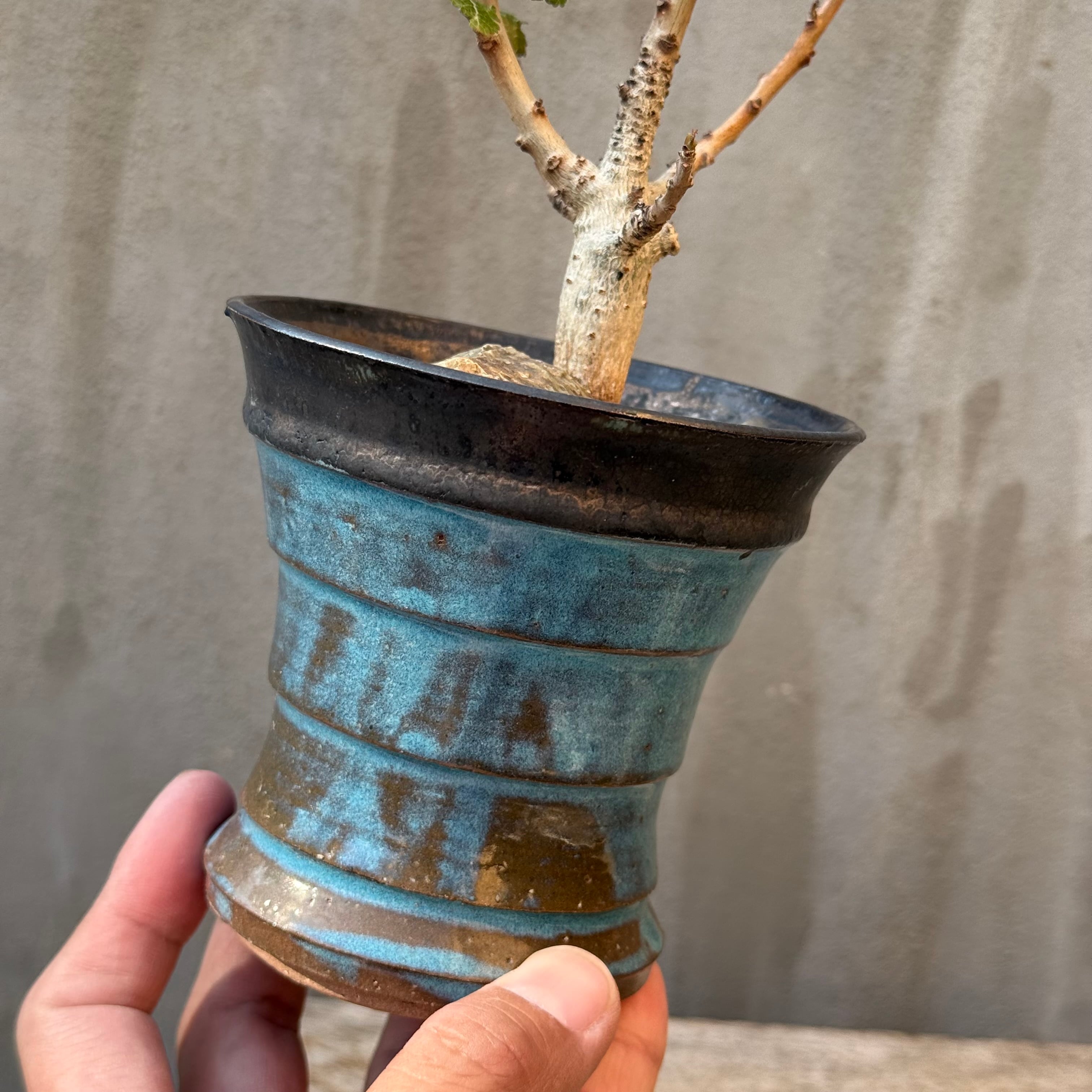植物×鉢】ボスウェリア ナナ 実生株 × 陶器鉢 | A-PLANTS