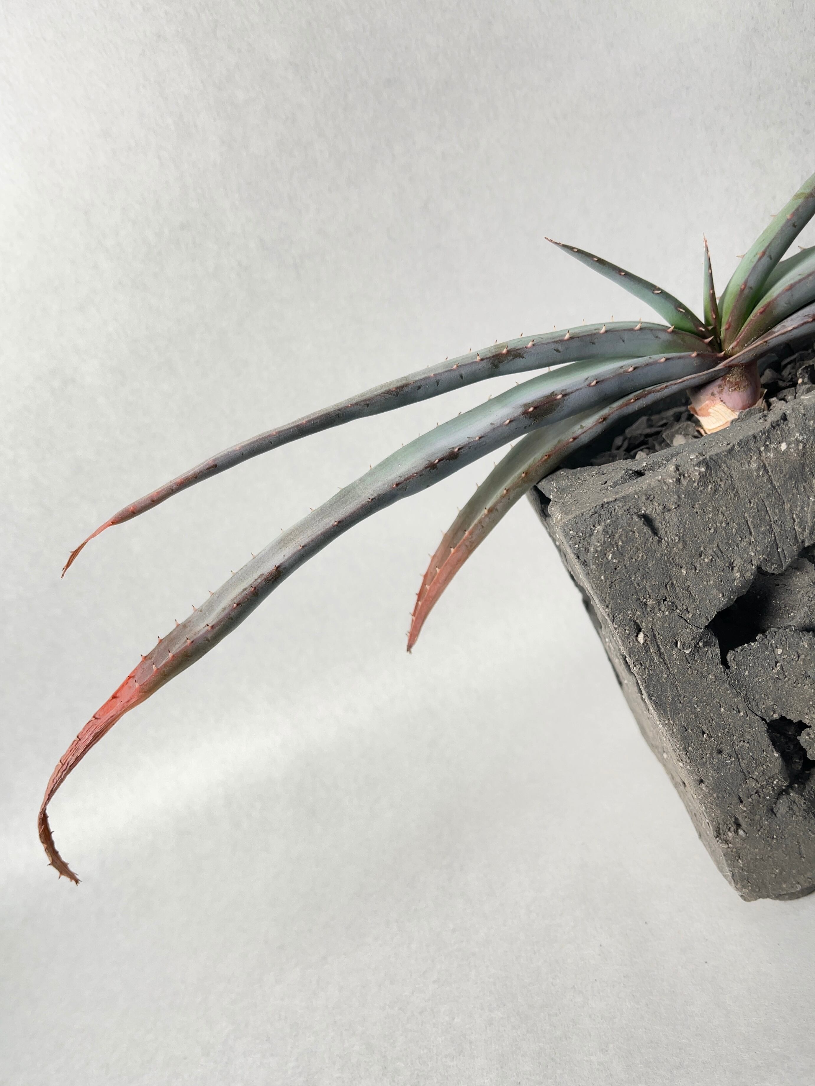 ブーファン・ディスティチャ | trigger