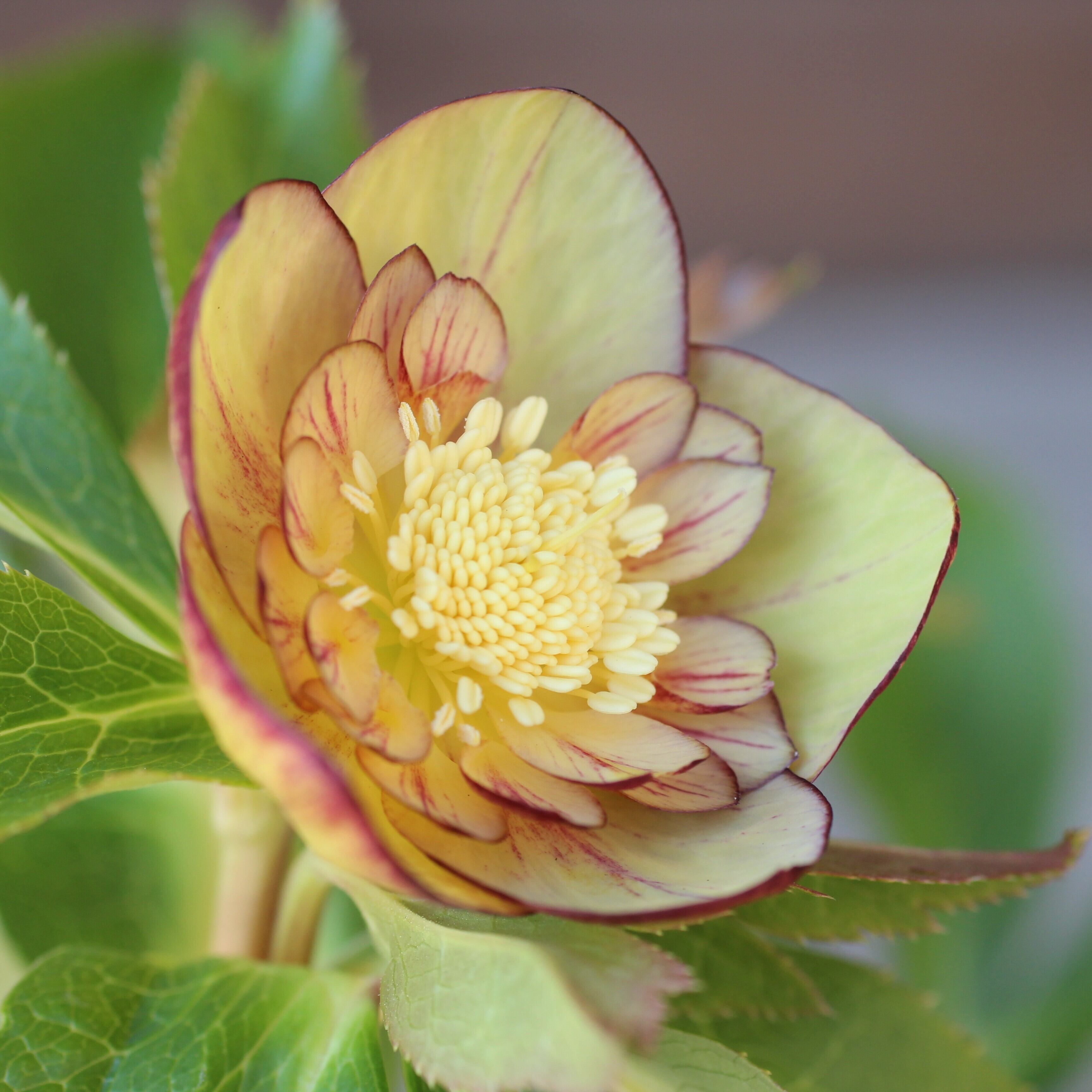 WS26-045 クリスマスローズ ウィンターシンフォニー オーレア系