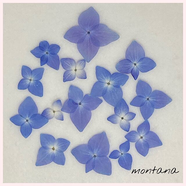 2500円 押し花 バレッタ あじさい ビオラ 2500円 押し花 バレッタ あじさい ビオラ