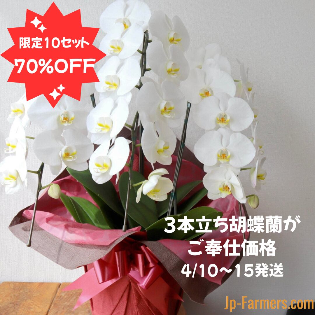 大特価☆限定商品！！】胡蝶蘭 3本立ち 30輪以上！ ラッピング付き 
