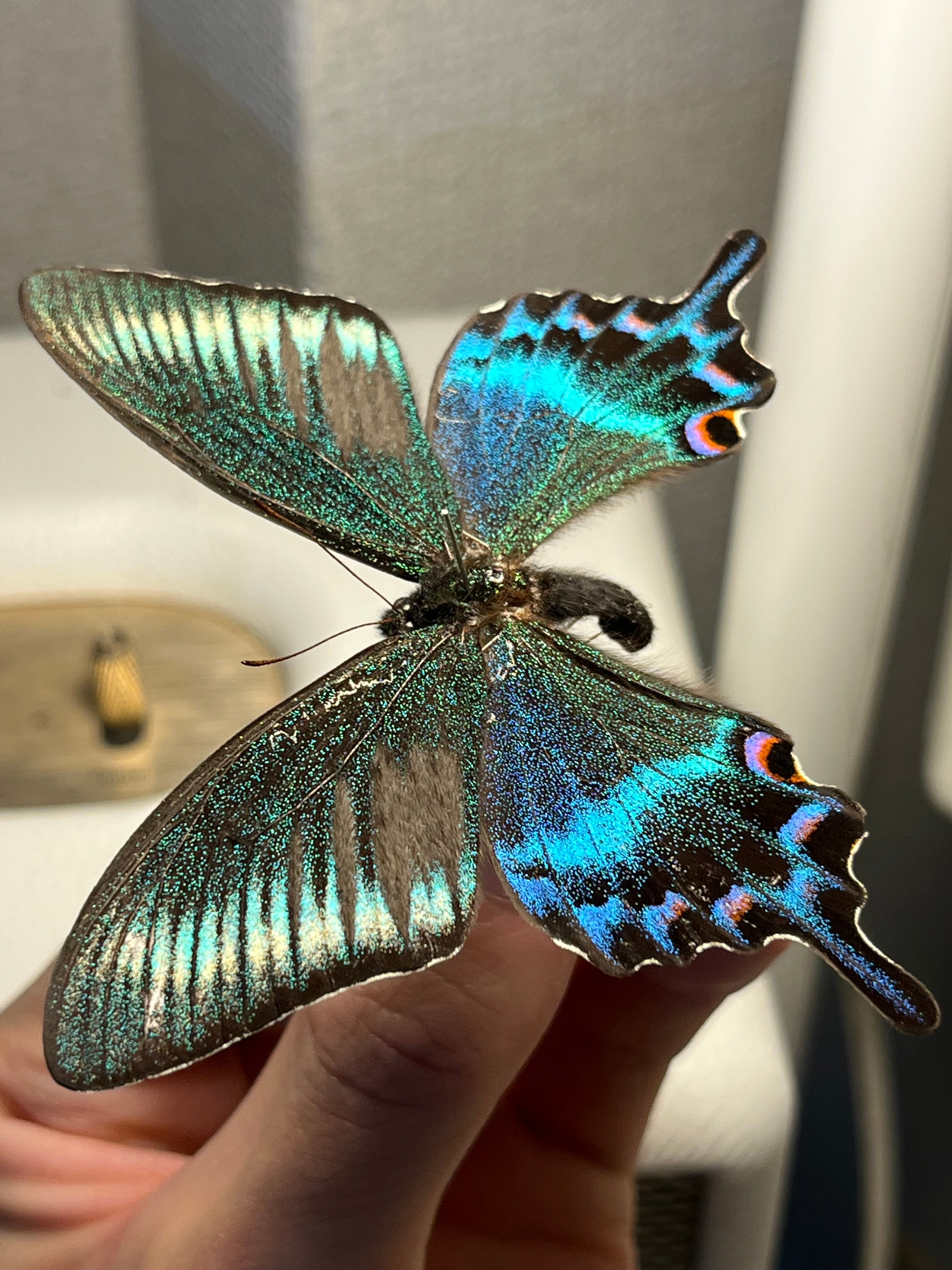 ミヤマカラスアゲハ 国産蝶標本 蝶標本 Papilio 標本 蝶 未展翅 採集品