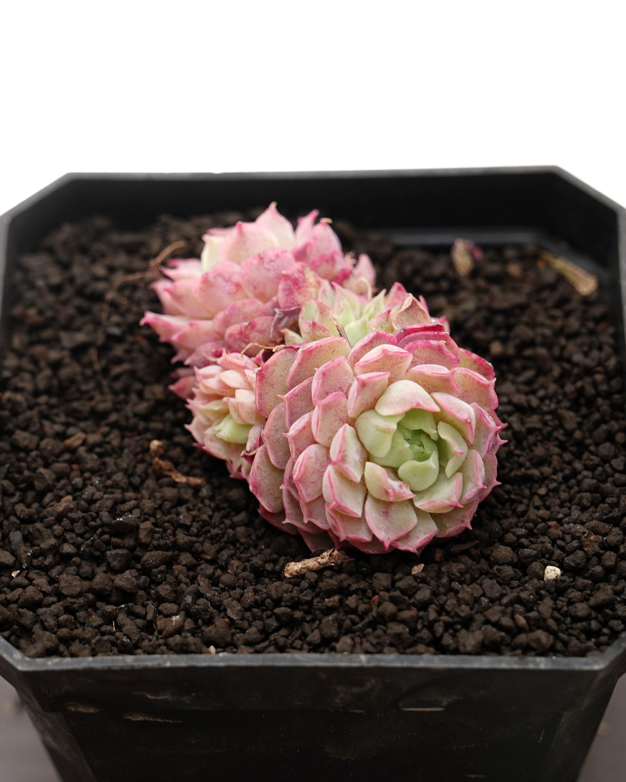レア種・新品種 | PUKUBOOK SUCCULENTS