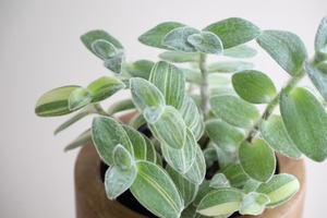トラディスカンティア シロモンタナ/Tradescantia sillamontana