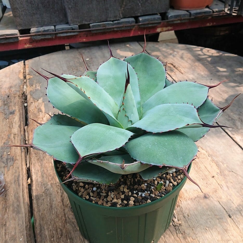no.2 子株付き アガベ パリー トランカータ agave parryi truncata ...